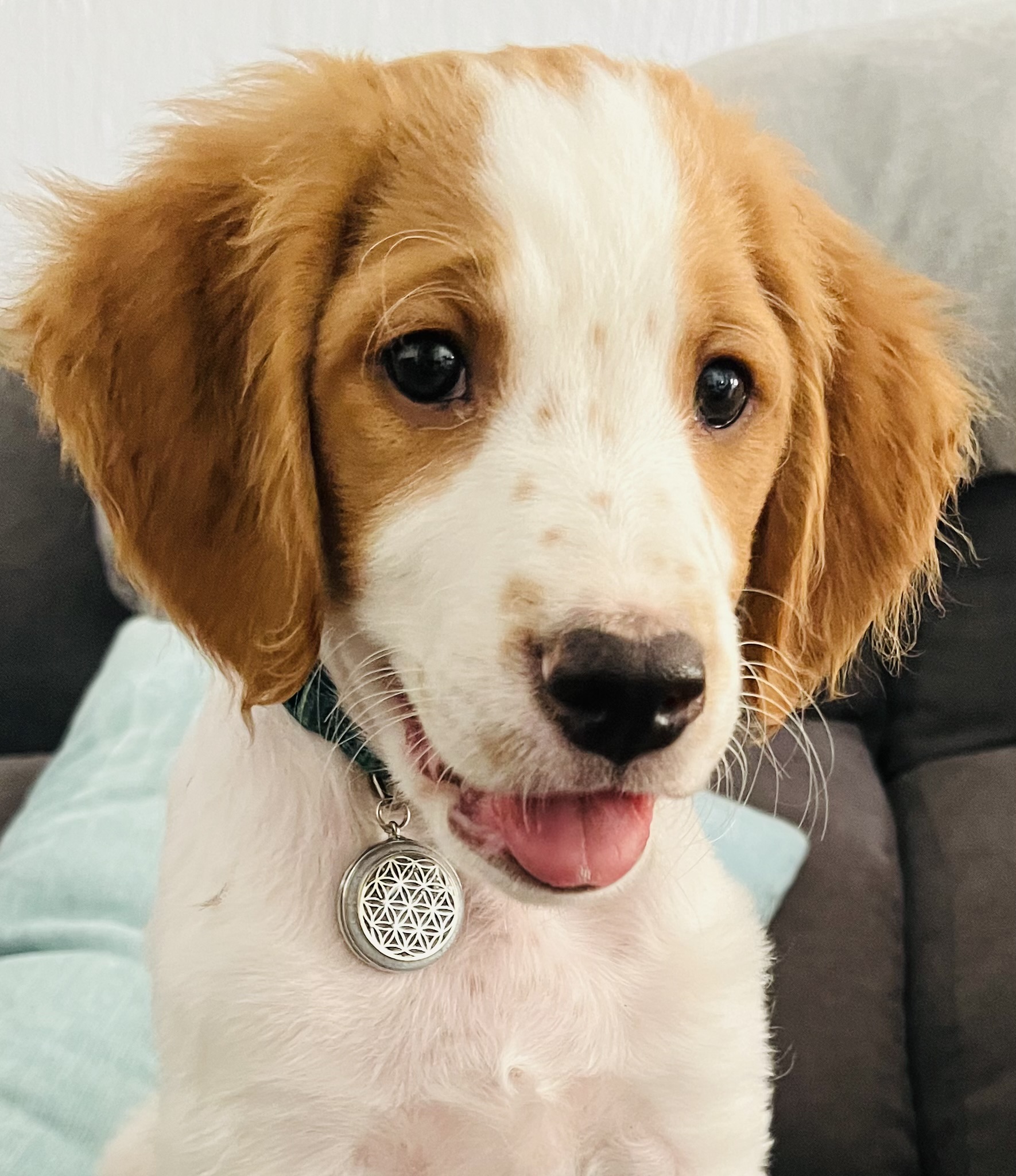 Flower of Life Pet-Tag - Image 7