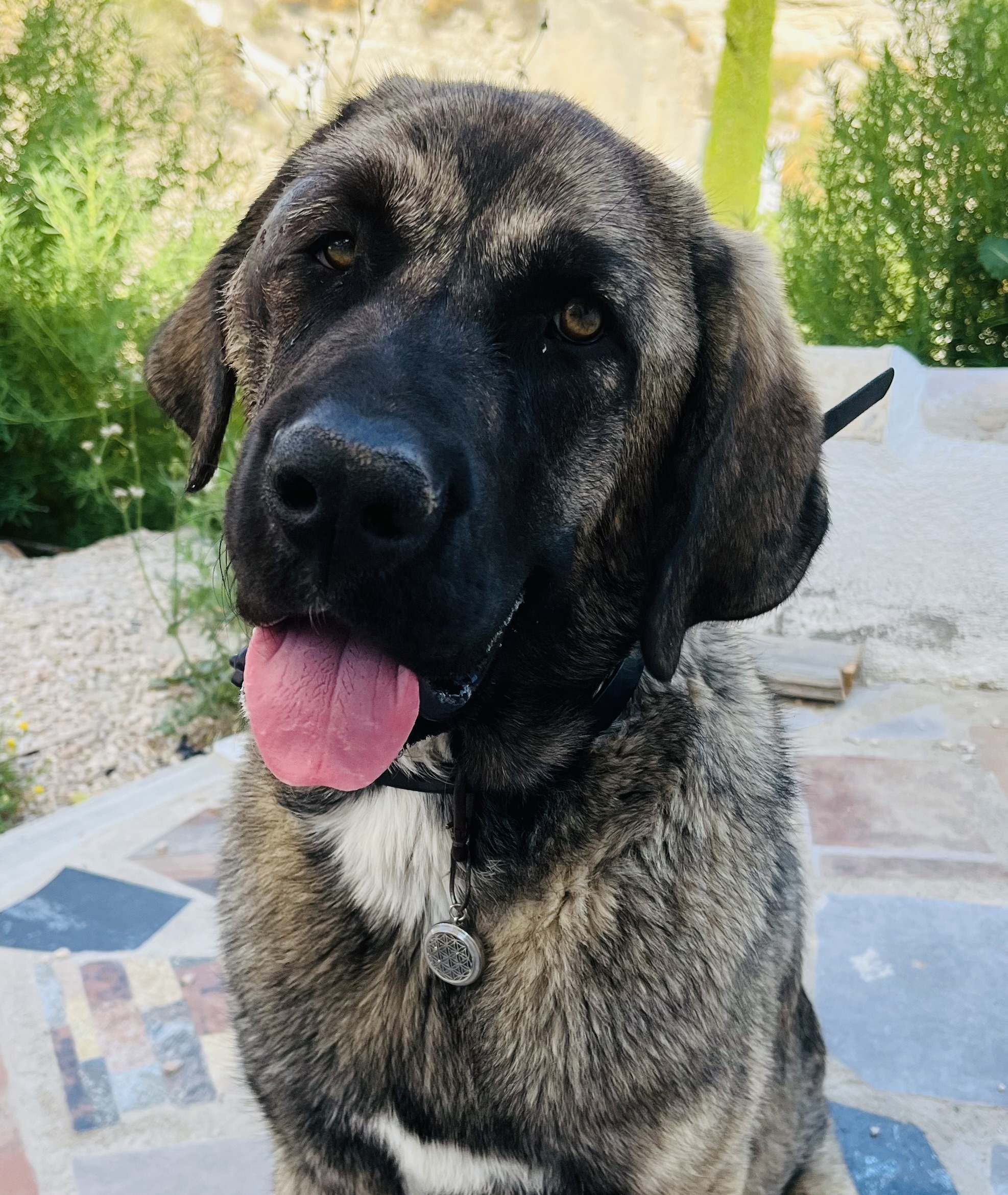 Flower of Life Pet-Tag - Image 8