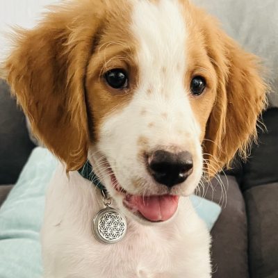 CJ puppy